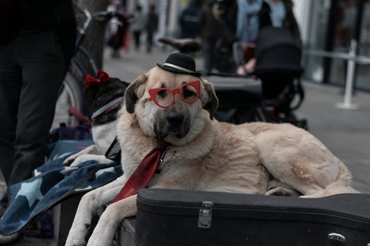 Are Dogs Jewish