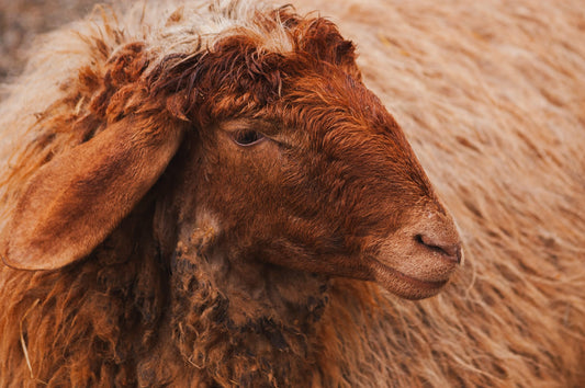 Are Ewes Jews