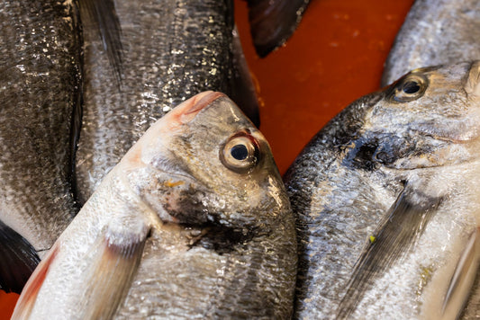 Are Fish Jewish
