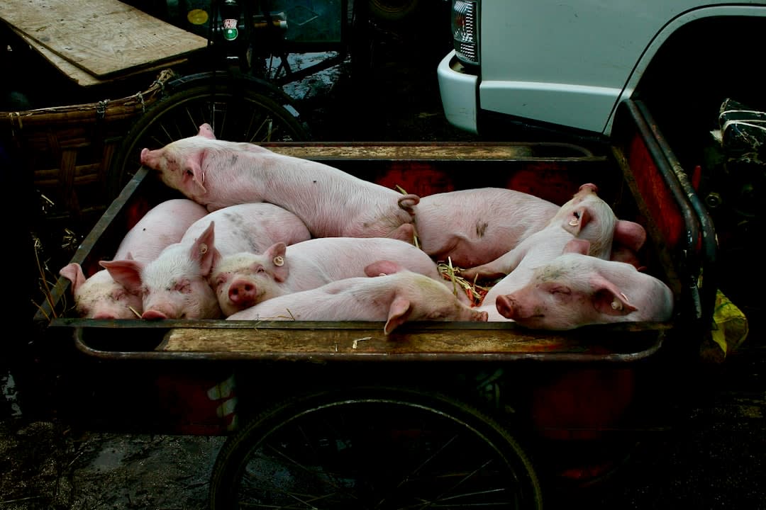 Can Christians Orthodox Eat Pork
