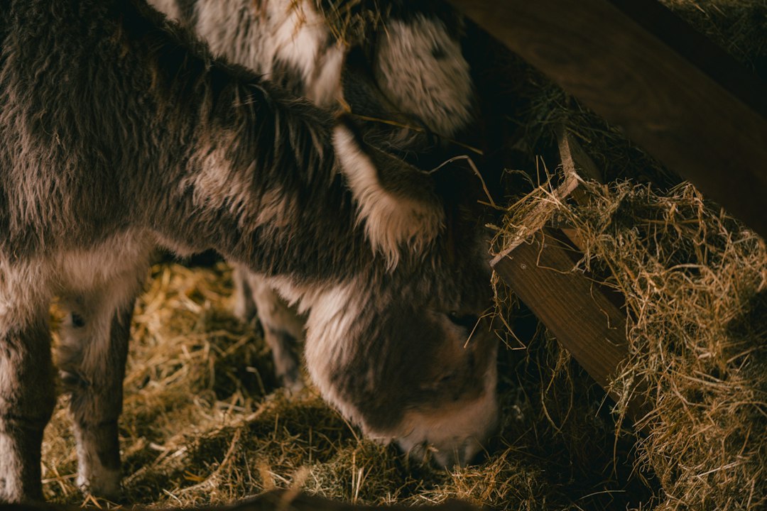 Did God Allow Us To Eat Animals