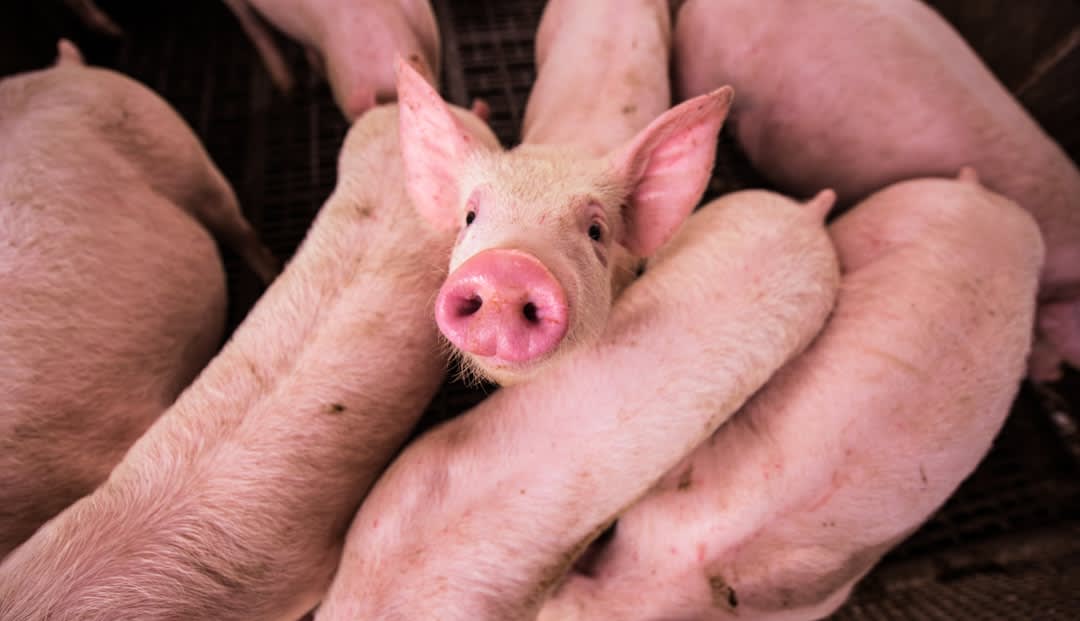 Do Christians Avoid Pork