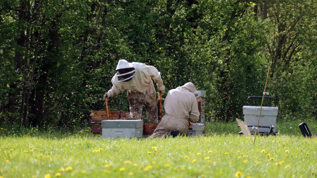 Do The Amish Keep Bees