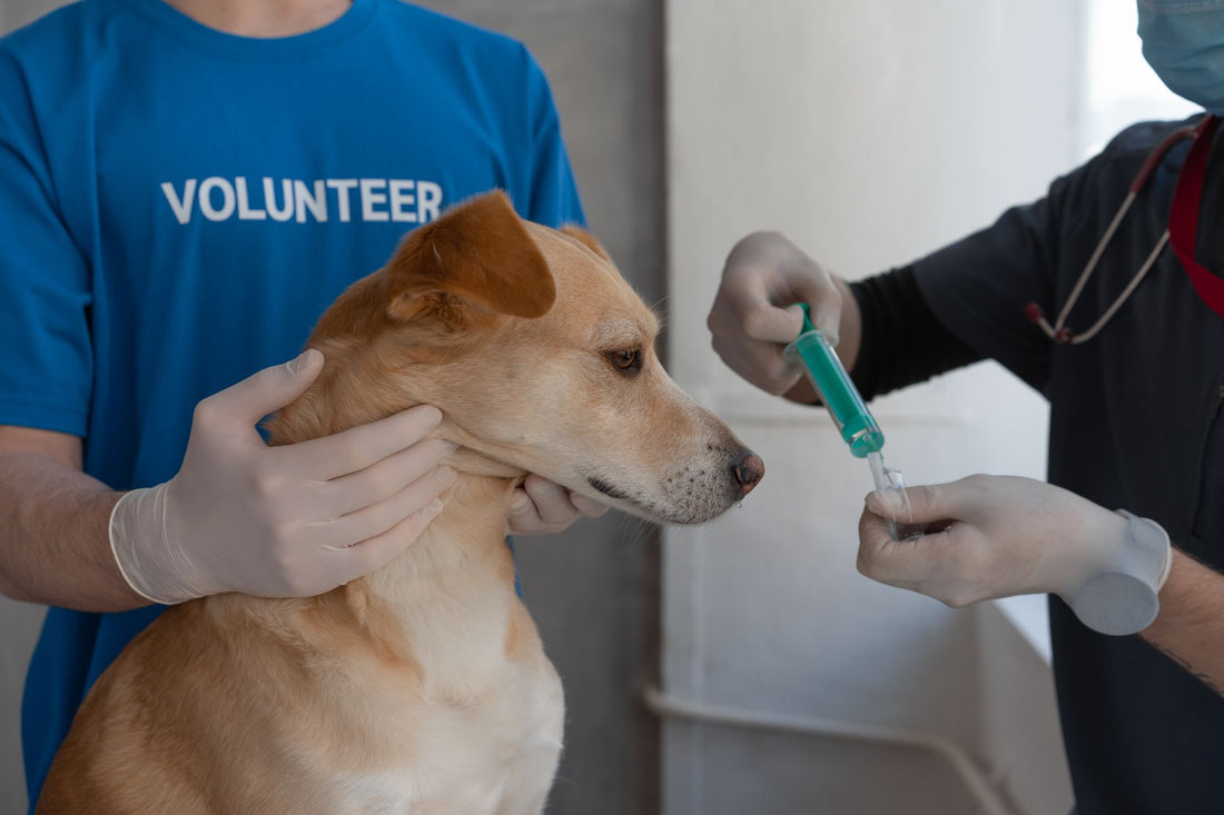 Do The Amish Vaccinate Their Dogs
