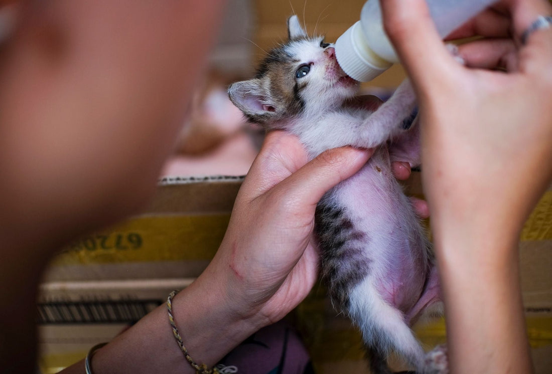 Does God Care About Animals