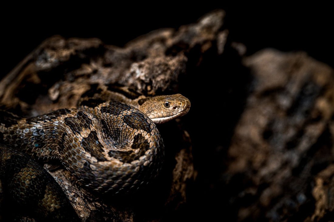 Does God Love Snakes