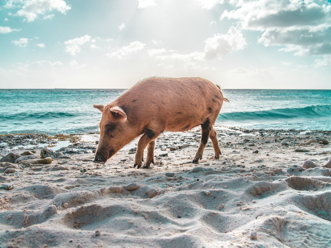 Does God Say Not To Eat Pork