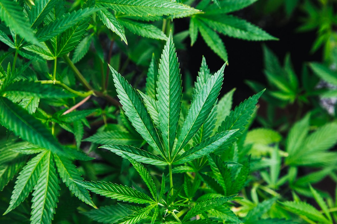 Does God Smoke Weed