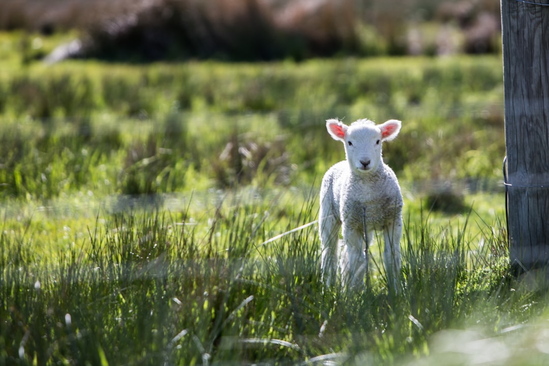 Does God Use Animals As Signs