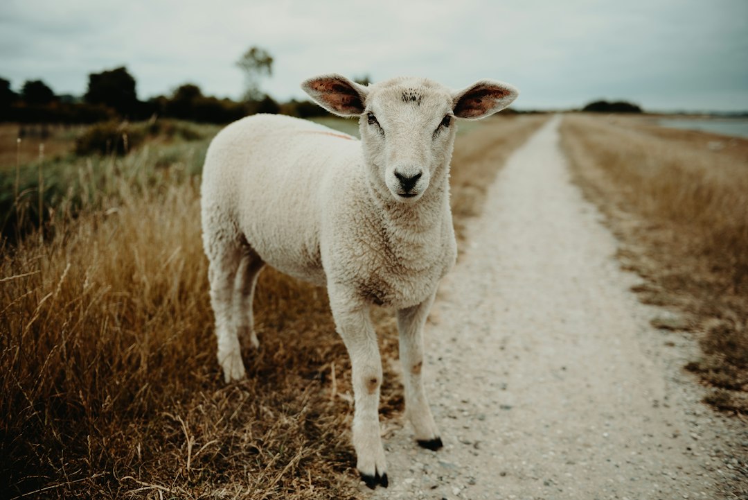 Does God Use Animals To Communicate
