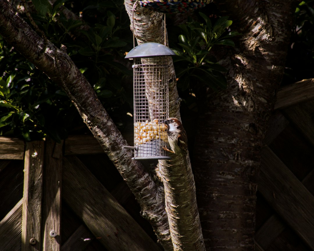 God Will Feed The Birds