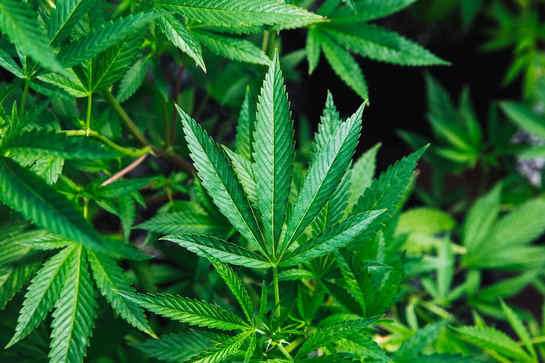 Is God Okay With Smoking Weed?