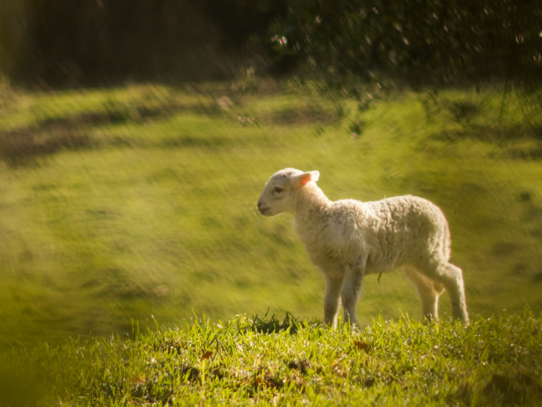 Is Jesus Depicted As A Sheep?