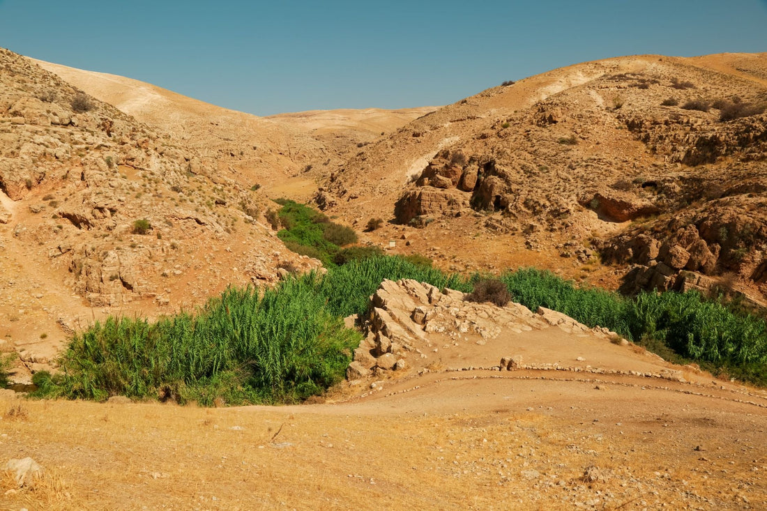 What Did God Feed Elijah In The Wilderness