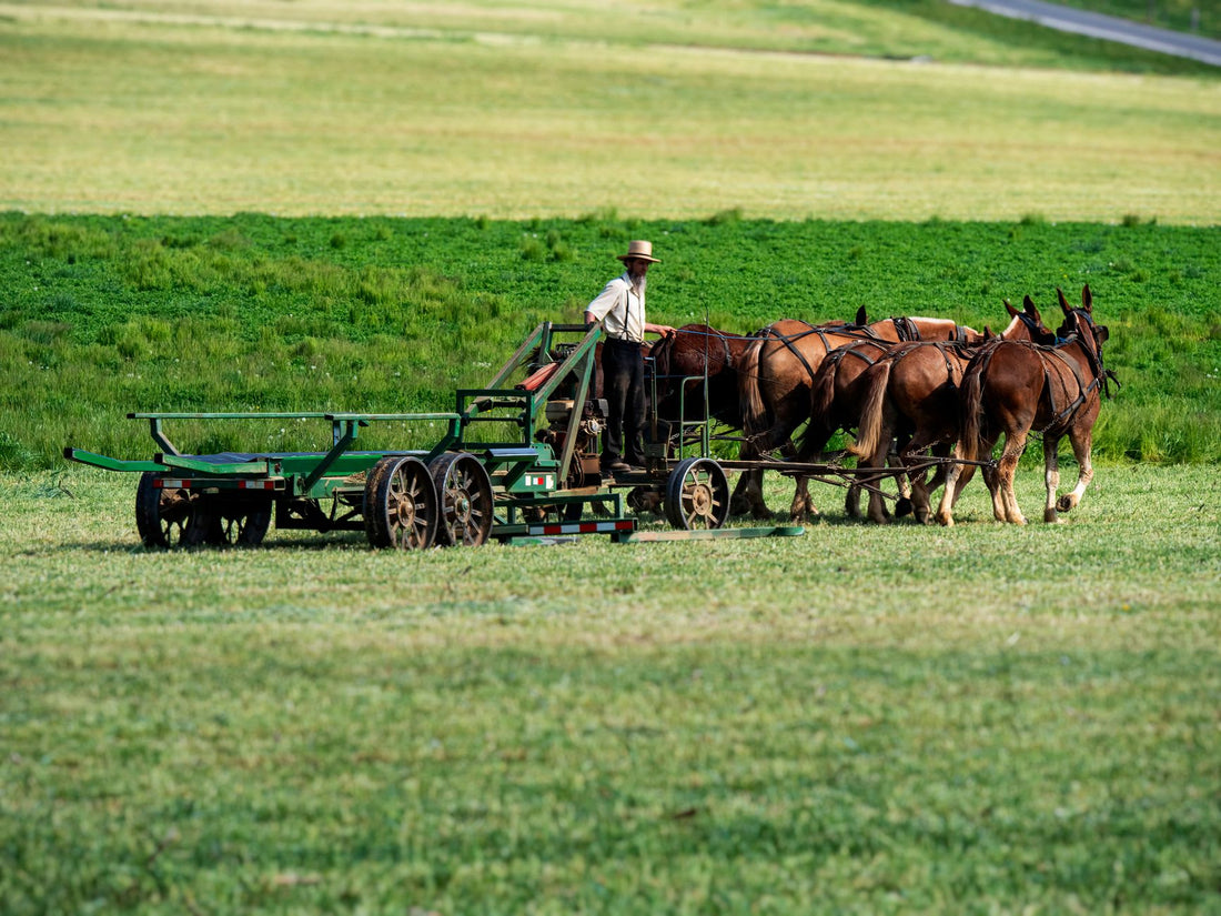 What Do The Amish Do Everyday