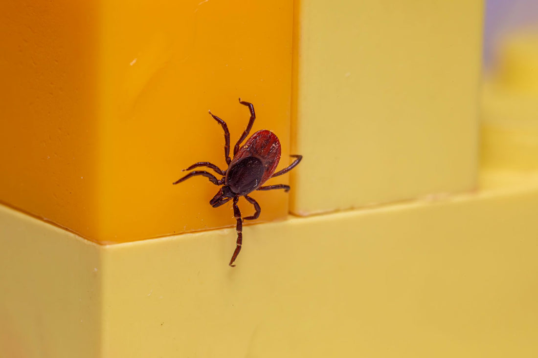 What Do The Amish Do for Ticks
