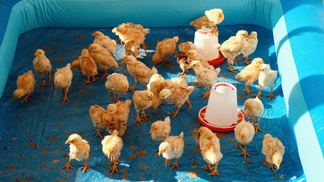 What Do The Amish Feed Their Baby Chickens