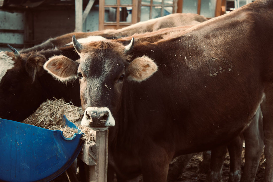 What Do The Amish Feed Their Cows