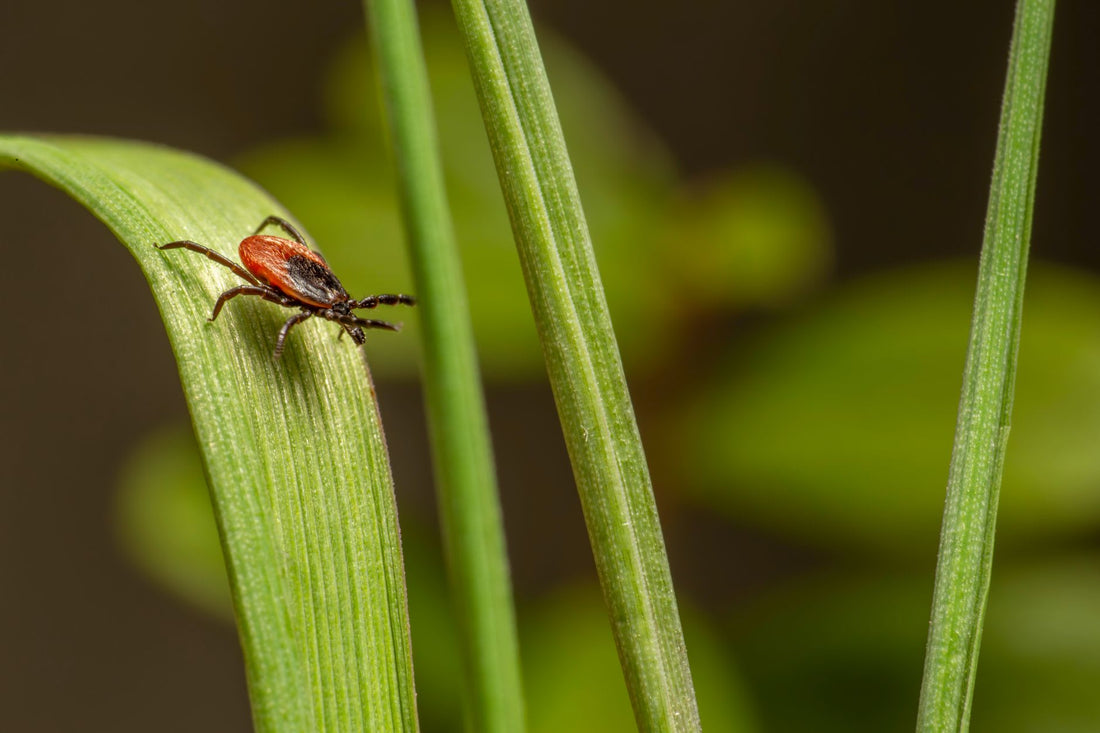 What Do The Amish Use for Ticks
