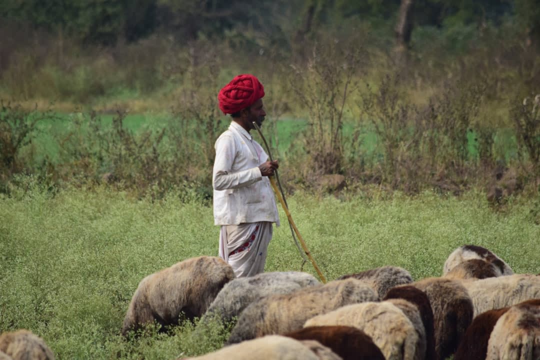 What Do The Amish Use To Deworm Themselves