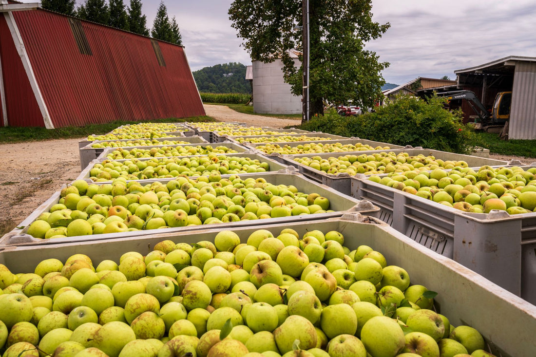 What Is Amish Fire Cider Used for