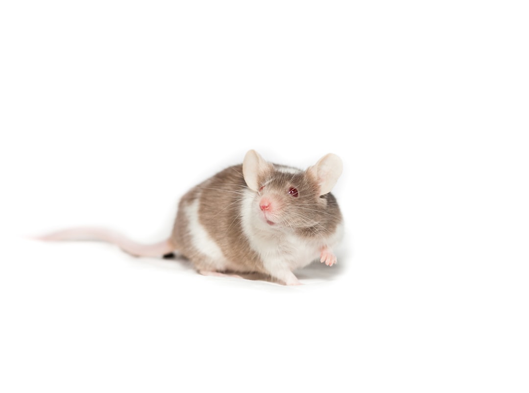 Why Did God Create Mice