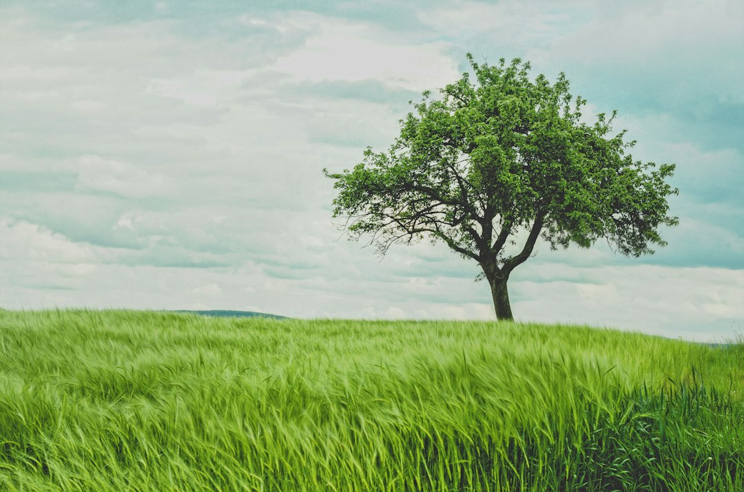 Why Did God Plant The Tree Of Knowledge Of Good and Evil