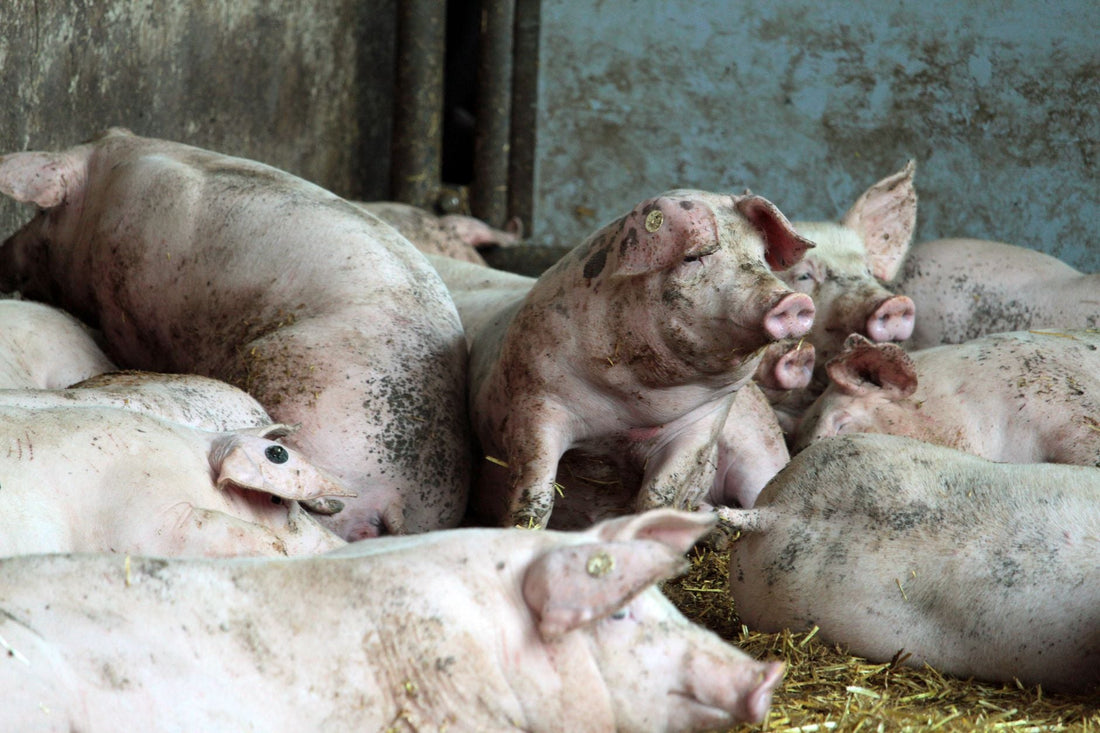 Why Did God Say Not To Eat Pork
