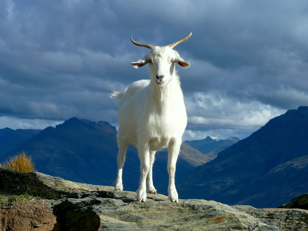 Why Did God Send A Goat To Azazel