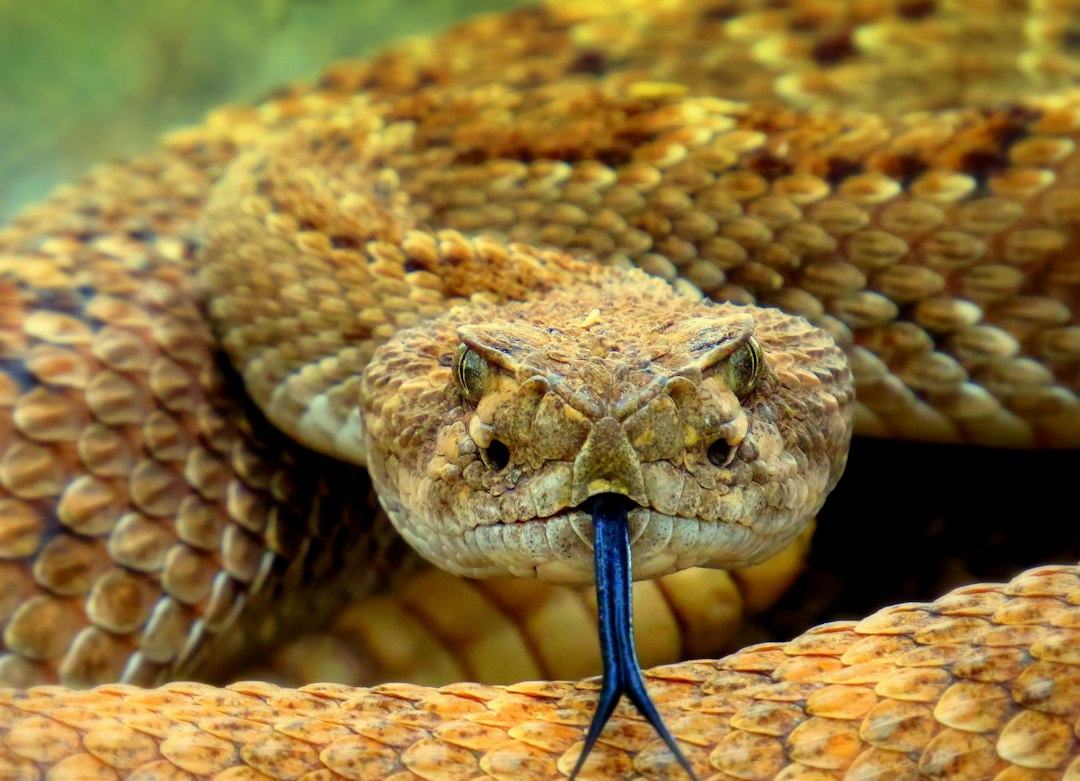Why Did God Send Snakes To Bite The Israelites