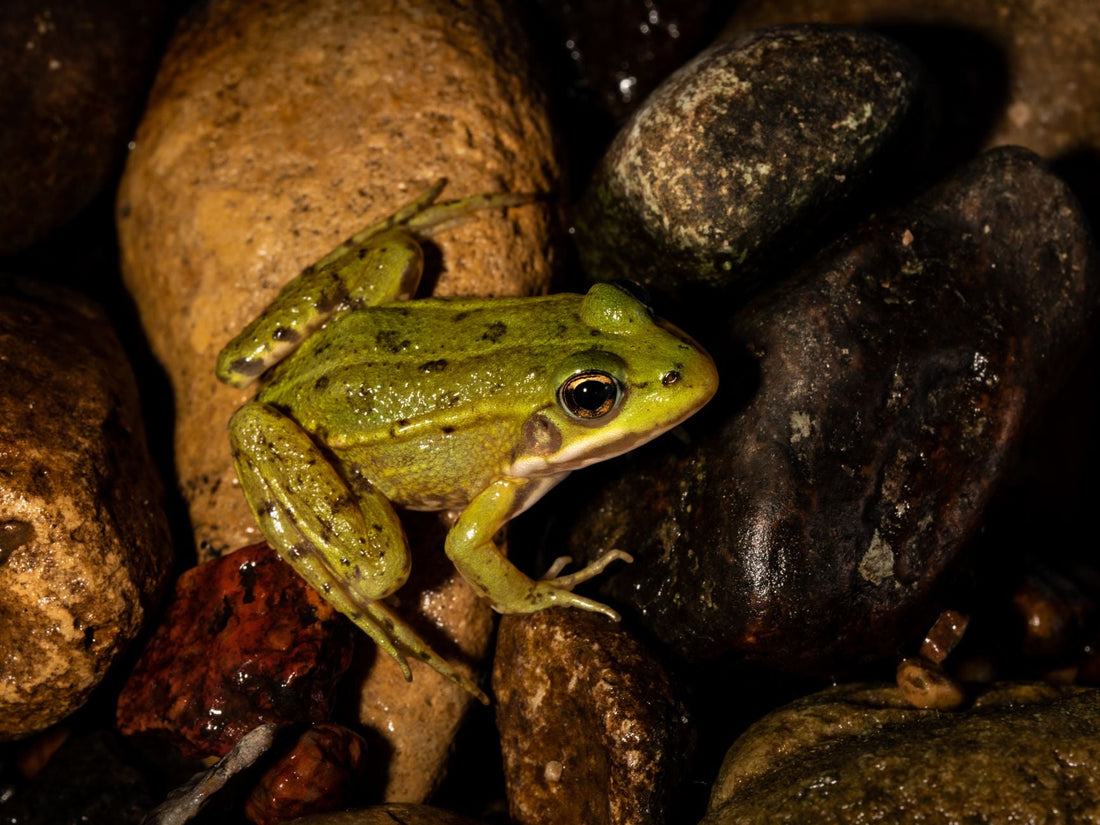 Why Did God Use Frogs As A Plague
