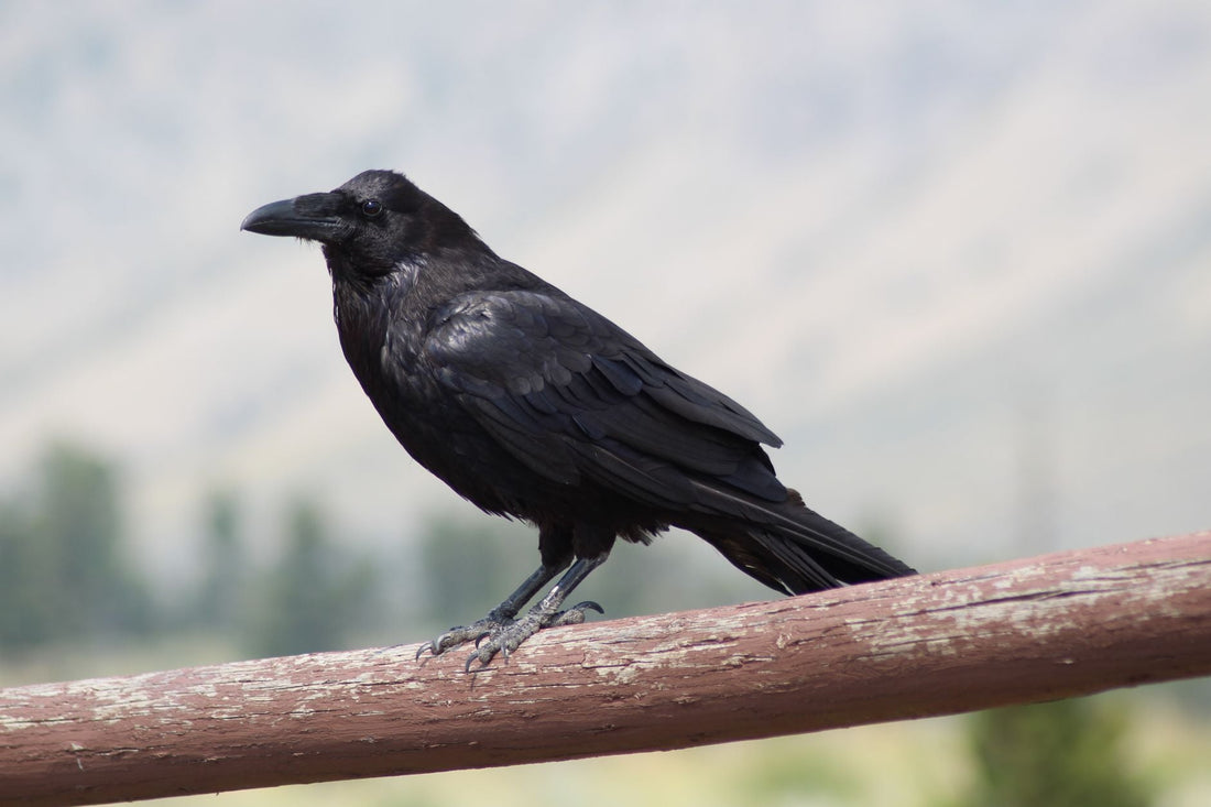 Why Did God Use Ravens To Feed Elijah