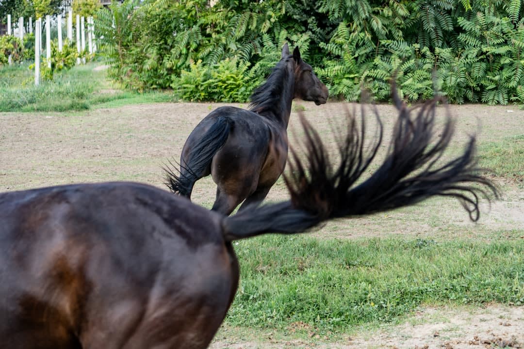 Why Do Amish Cut Their Horses Tails