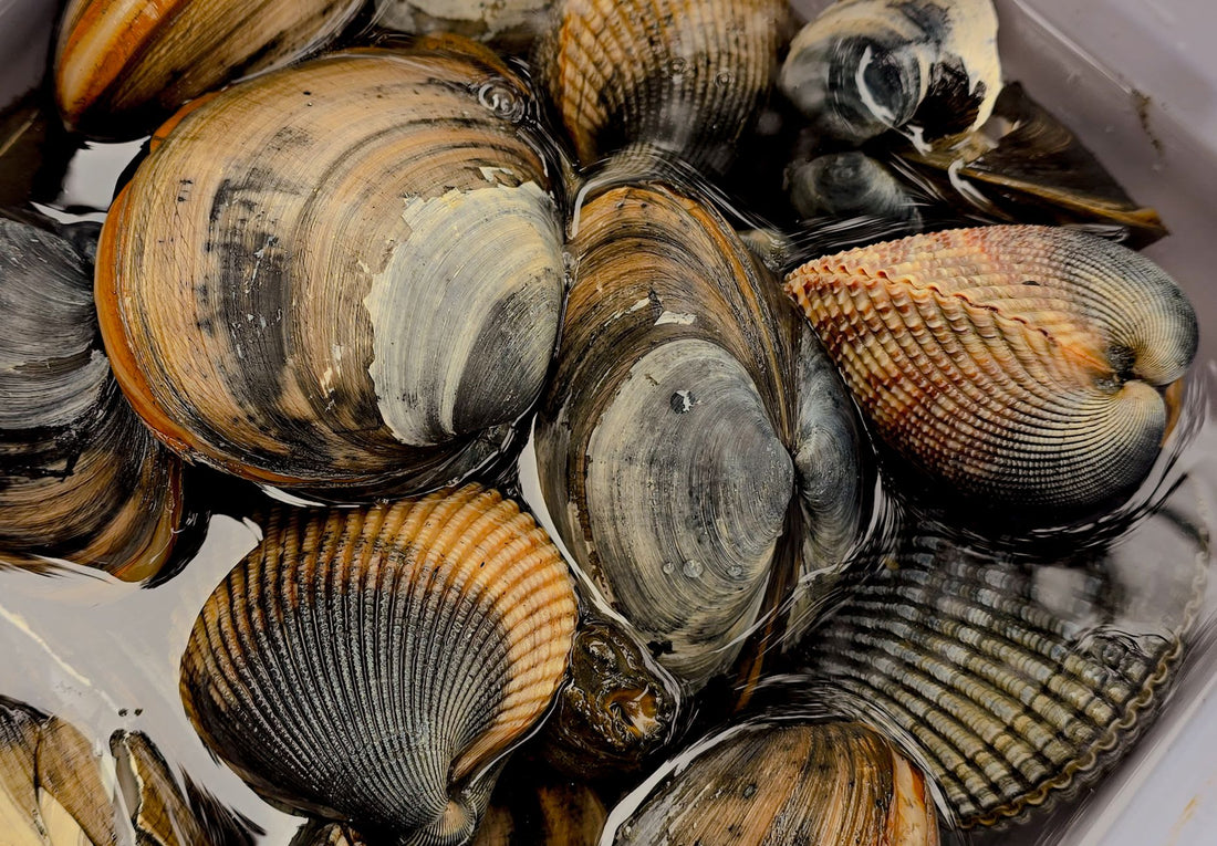 Why Do Jews Don't Eat Shellfish