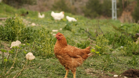 Why Do Jews Eat Chicken