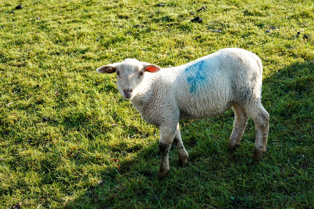 Why Do Jews Eat Lamb