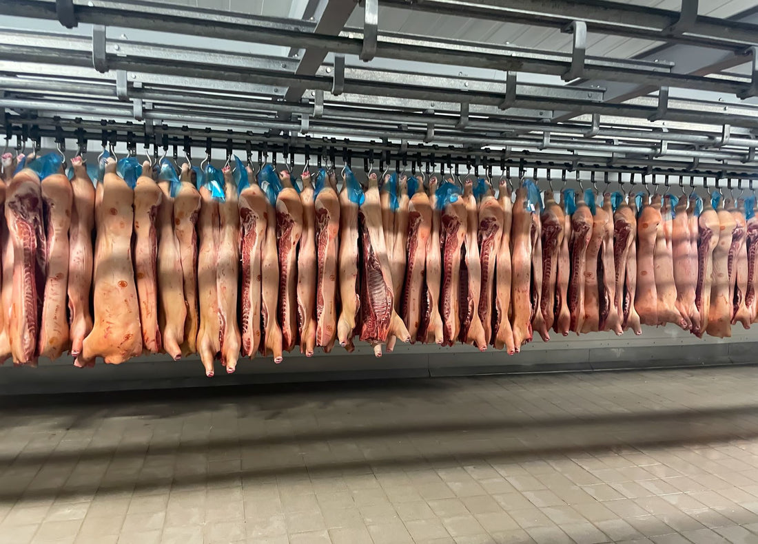Why Do Jews Eat Pork