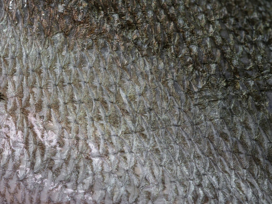 Why Do Jews Only Eat Fish With Scales