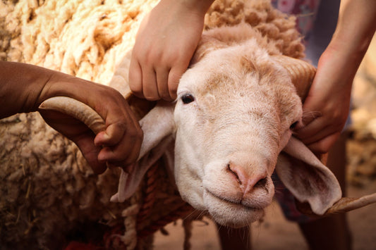 Why Do Jews Sacrifice Lambs